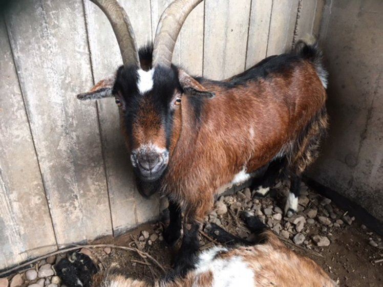 kambing tak mahu berganjak dari kawan yang dah mati