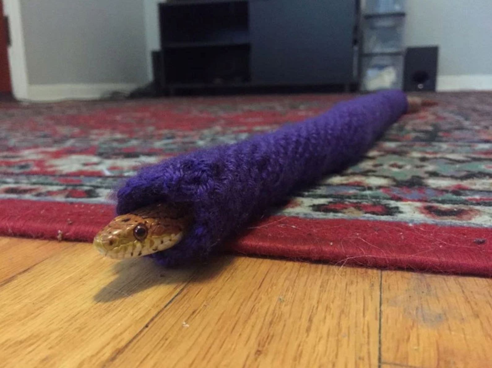 elak sejuk, ular diberi sweater yang di jahit khas. comel tak?