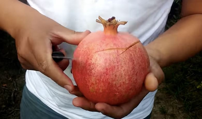 senangnya nak potong buah delima tanpa rosakkan isi buah. tiru cara ni 