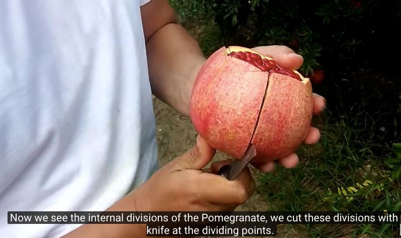 senangnya nak potong buah delima tanpa rosakkan isi buah. tiru cara ni 