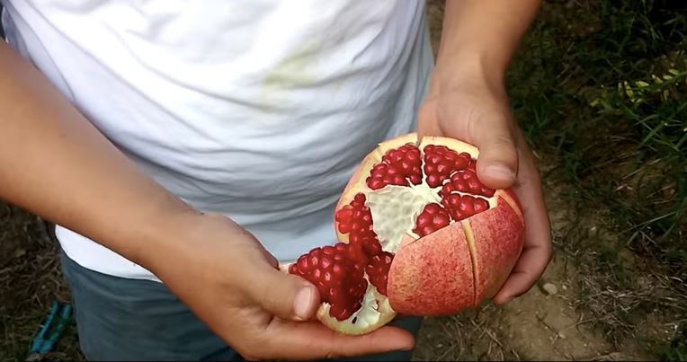 senangnya nak potong buah delima tanpa rosakkan isi buah. tiru cara ni 