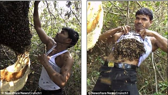 nak ambil madu, lelaki ni selamba masukkan beribu lebah dalam baju