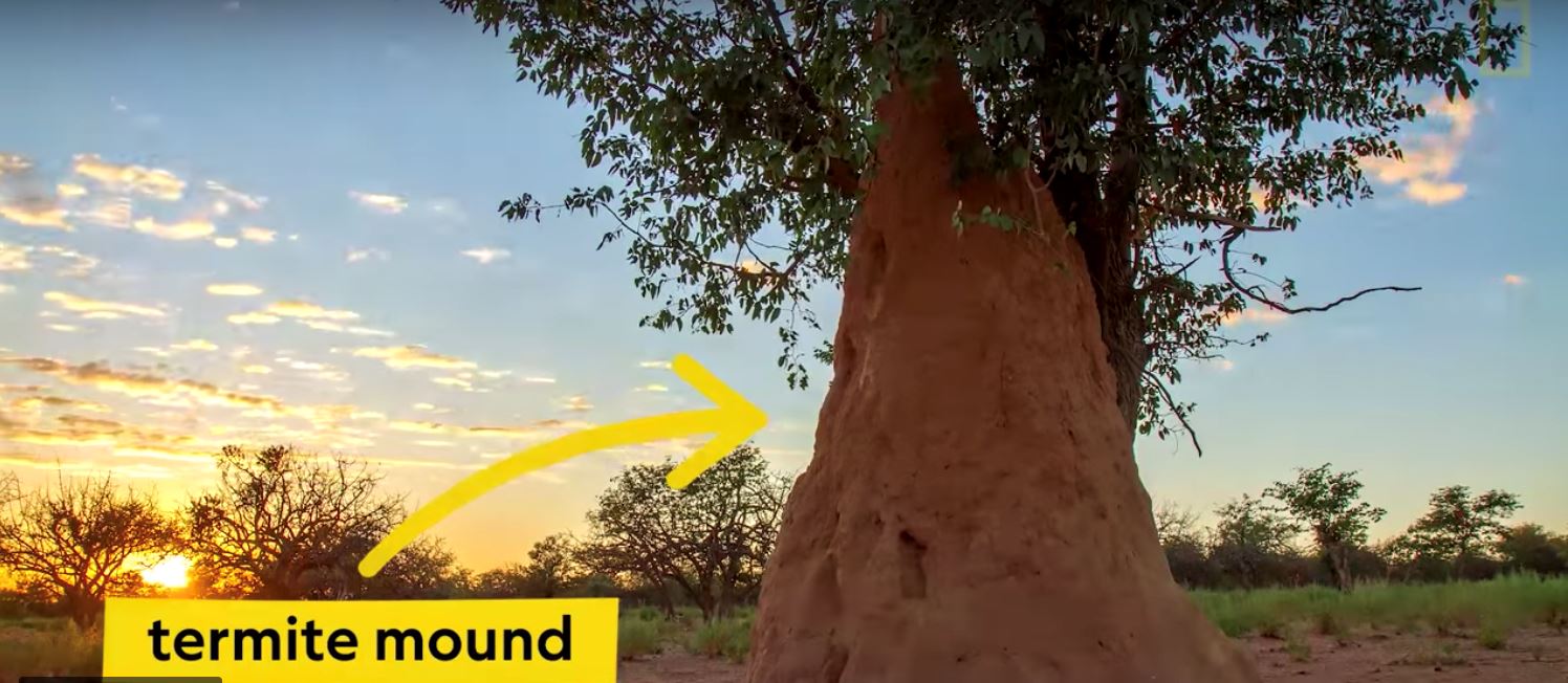 anai-anai sebagai ilham, bangunan ini mampu sejuk sendiri tanpa air cond