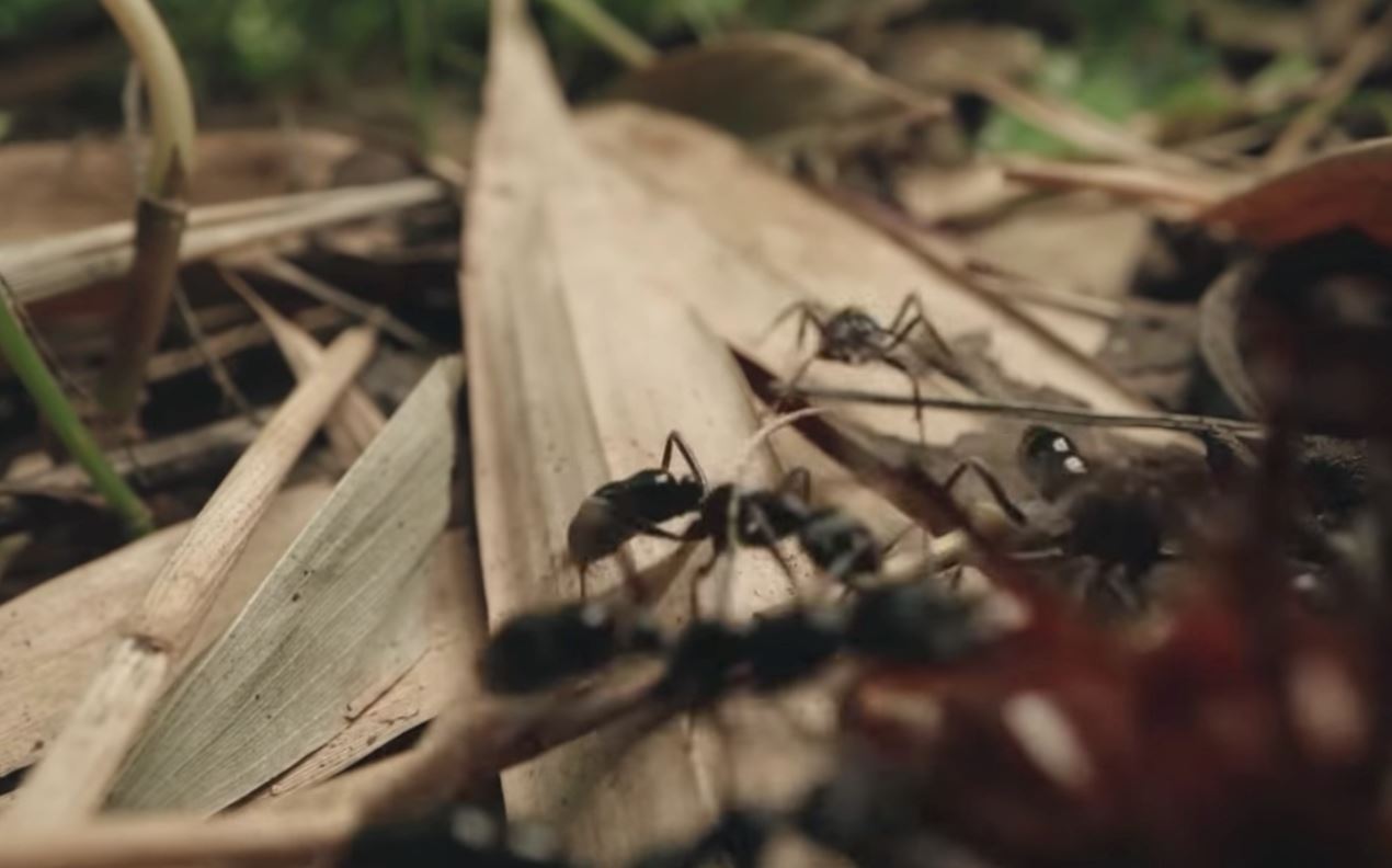 guna lens panjang ni untuk tengok view dari mata serangga