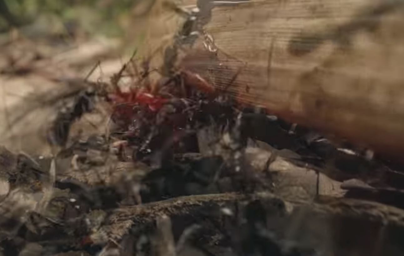 guna lens panjang ni untuk tengok view dari mata serangga