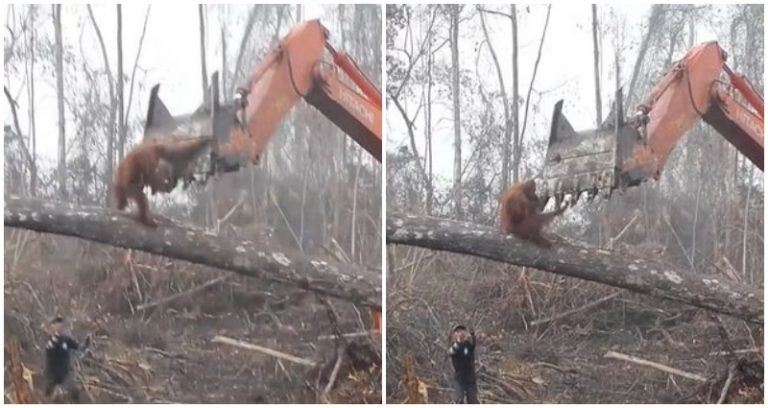 sebak tengok orangutan ni cuba pertahankan rumahnya daripada dihancurkan pembalak