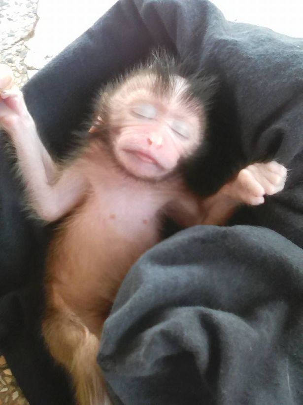 wanita selamatkan baby monyet dari dalam perut ibunya yang dah mati