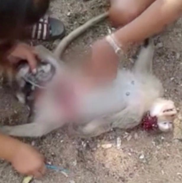 wanita selamatkan baby monyet dari dalam perut ibunya yang dah mati