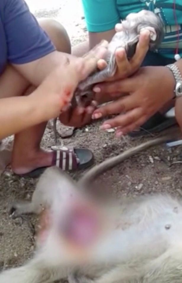 wanita selamatkan baby monyet dari dalam perut ibunya yang dah mati