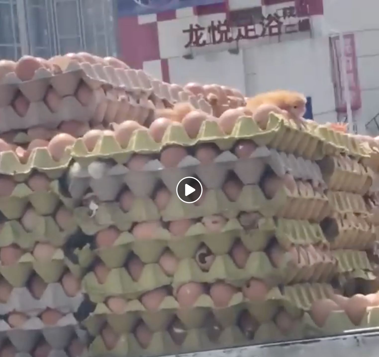 beratus telur ayam menetas tiba-tiba belakang lori penghantar