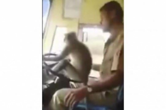 pemandu bas kena pecat sebab bagi monyet dia memandu