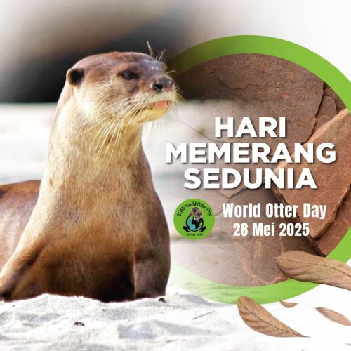 hari memerang sedunia, ini 4 spesis memerang yang dilindungi di malaysia