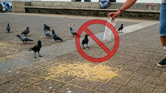 kena denda atau penjara 3 bulan kalau bagi burung merpati makan 