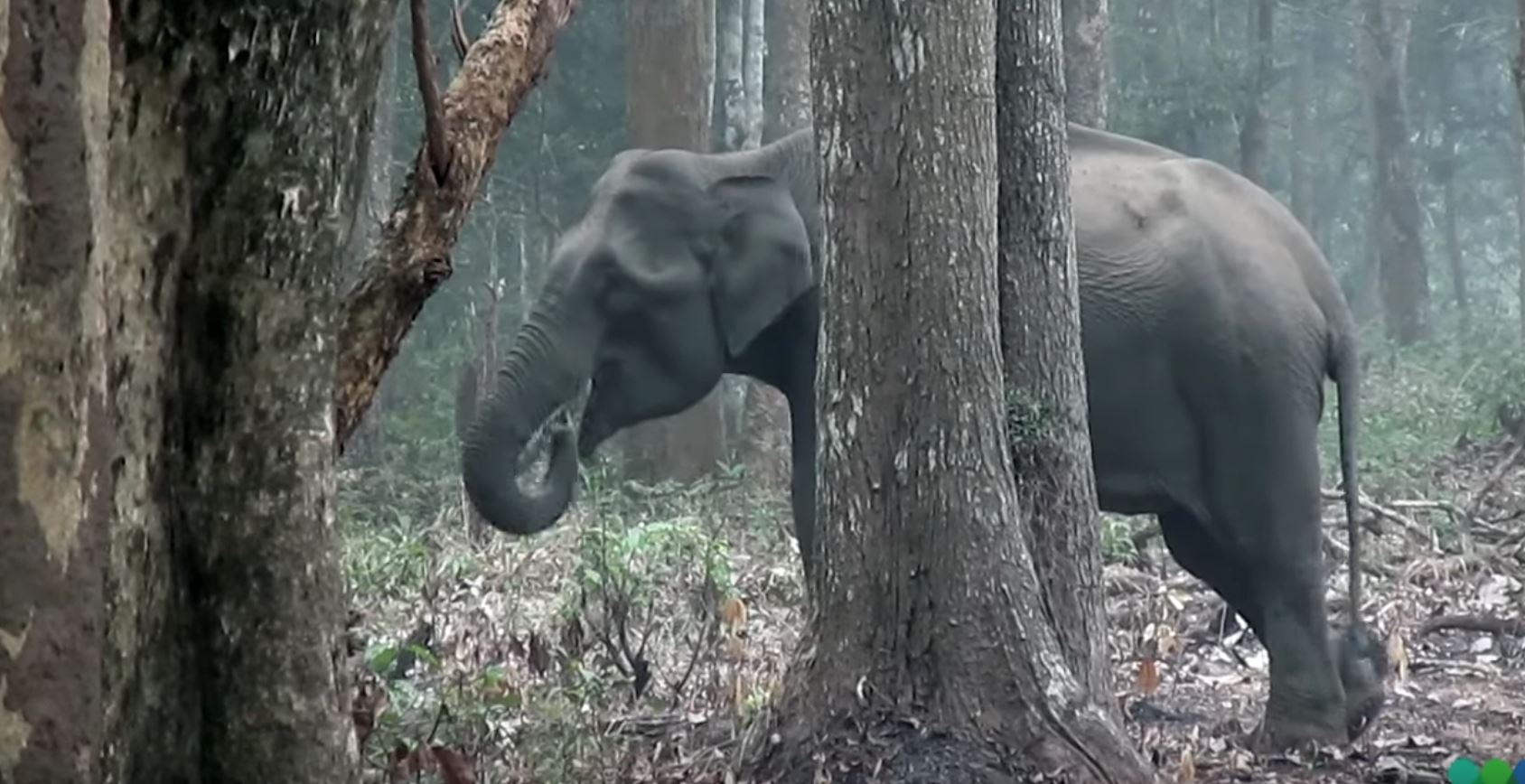 tengok video gajah ni makan arang dan hembuskan asap