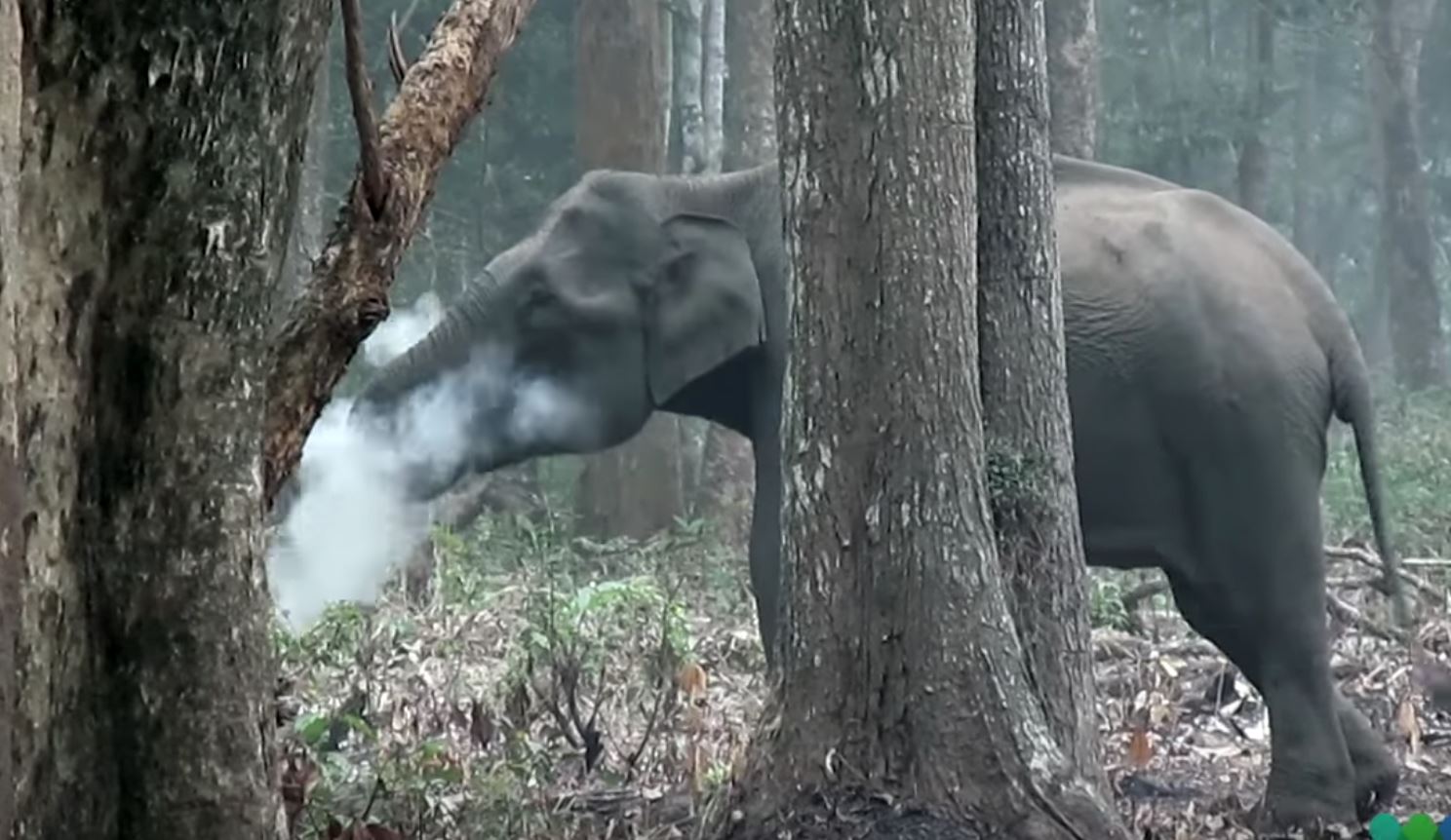 tengok video gajah ni makan arang dan hembuskan asap