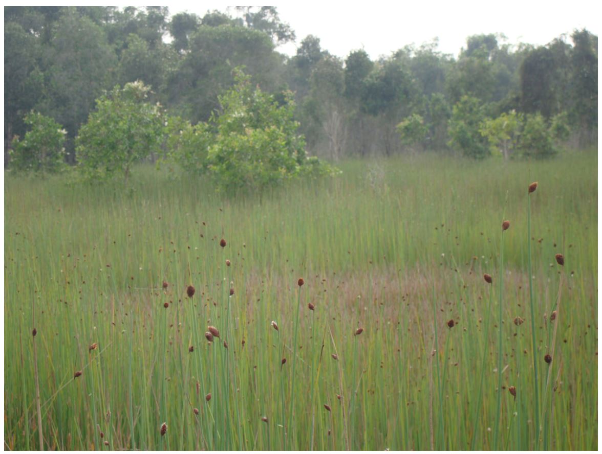 lebih 2 juta tontonan, ini adalah straw yang diperbuat daripada rumput