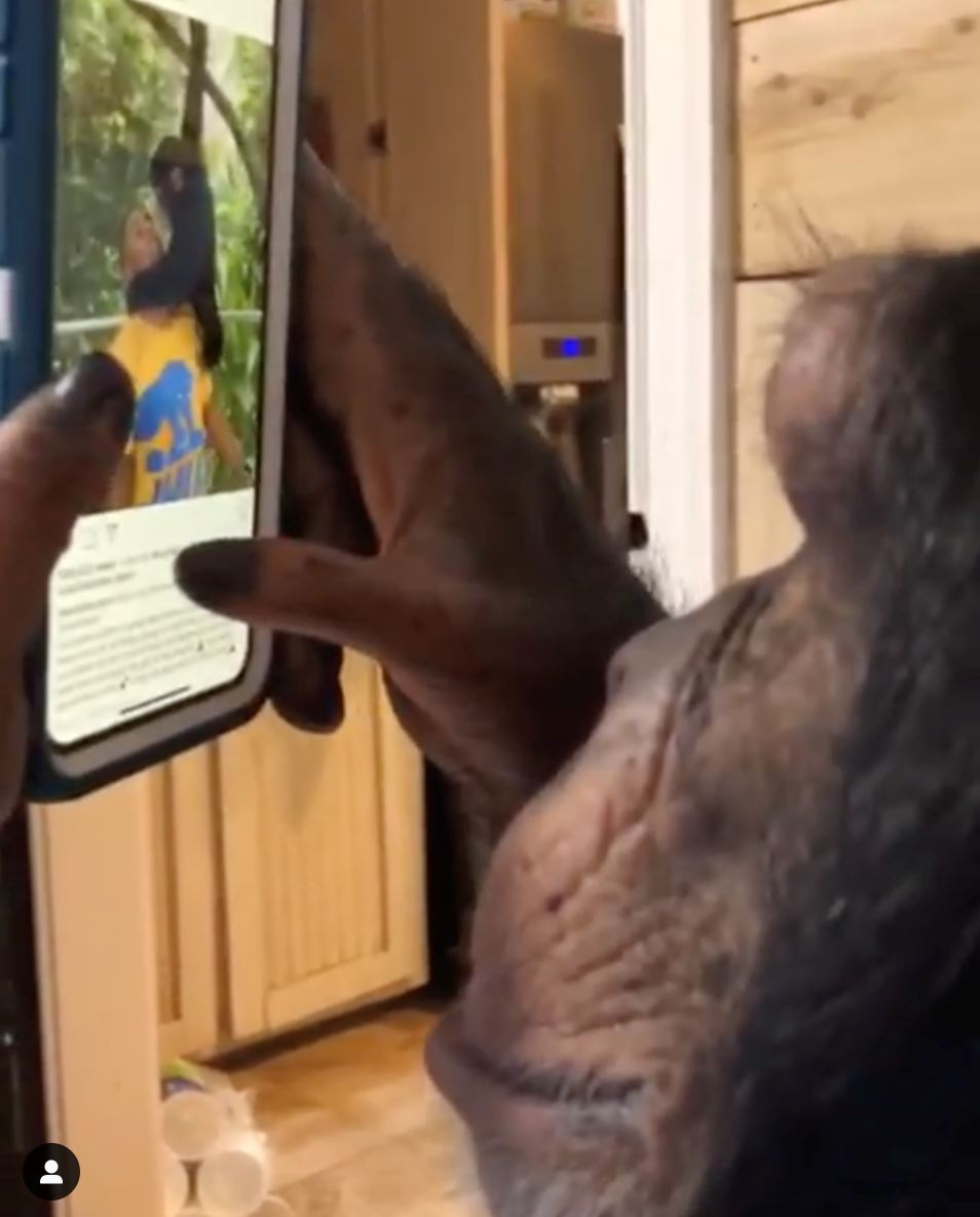 pakar risau bila cimpanzi dah pandai scroll dan like gambar instagram