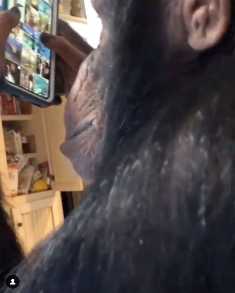 pakar risau bila cimpanzi dah pandai scroll dan like gambar instagram