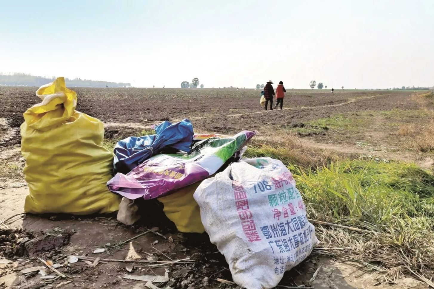 jiran buat khabar angin kata nak bagi lobak percuma, petani rugi ratusan ribu