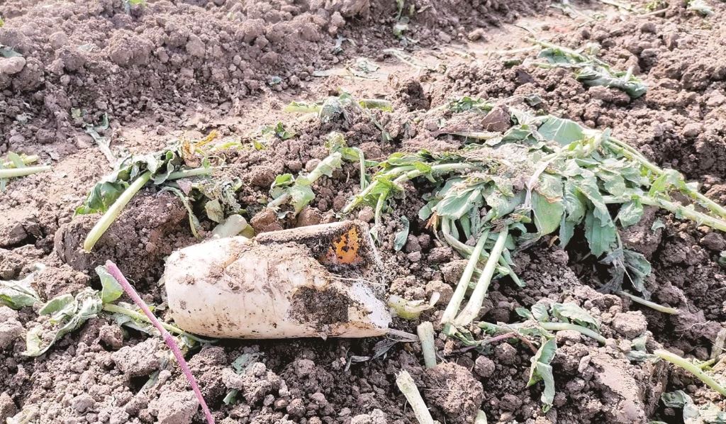 jiran buat khabar angin kata nak bagi lobak percuma, petani rugi ratusan ribu