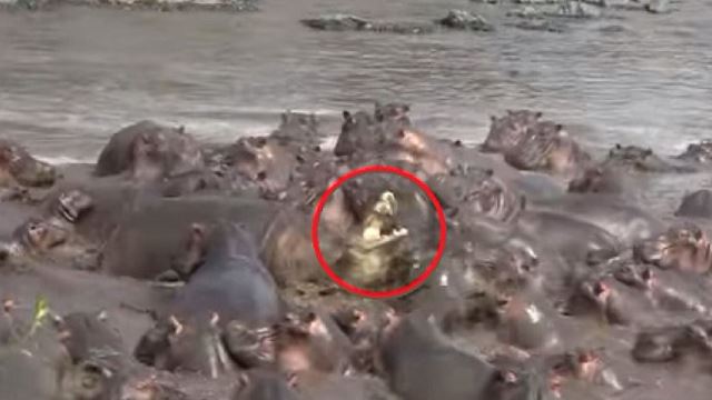buaya salah masuk kolam, kena belasah teruk dengan sekumpulan badak air