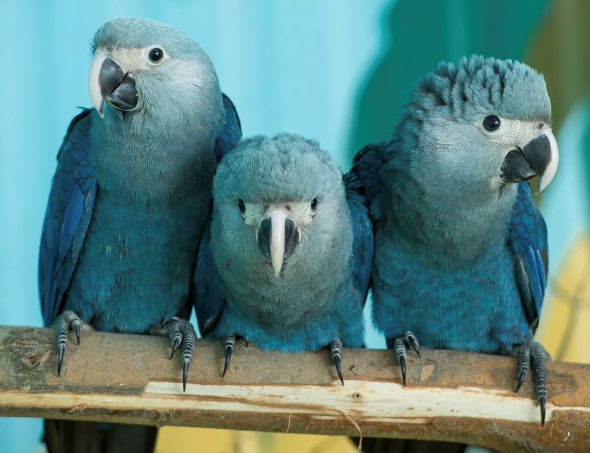 mimpi ngeri jadi realiti, burung biru dalam filem rio disahkan telah pupus