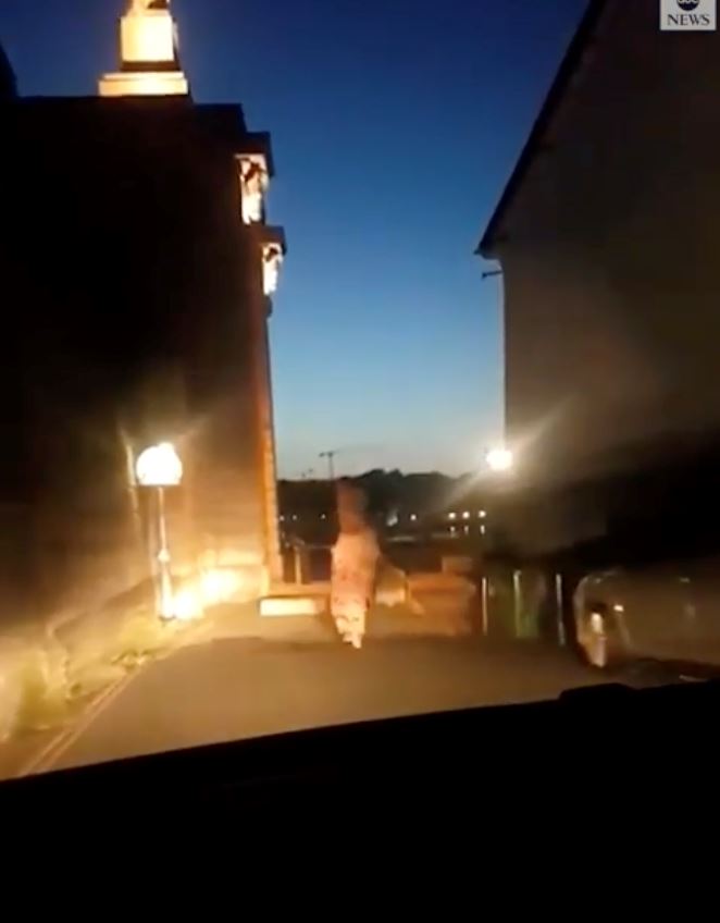 salah satu punca pupus, dinosaur lari lintang pukang dikejar polis