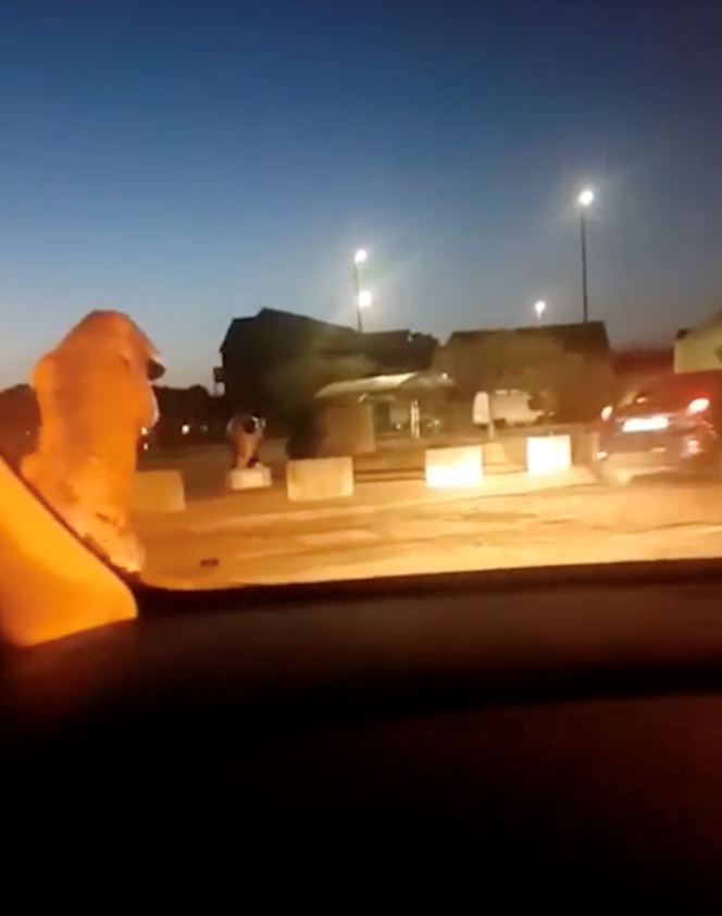 salah satu punca pupus, dinosaur lari lintang pukang dikejar polis