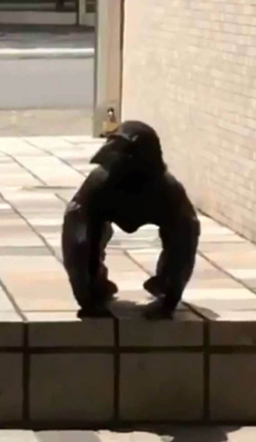 video luar biasa tunjuk burung gagak beraksi seperti gorila