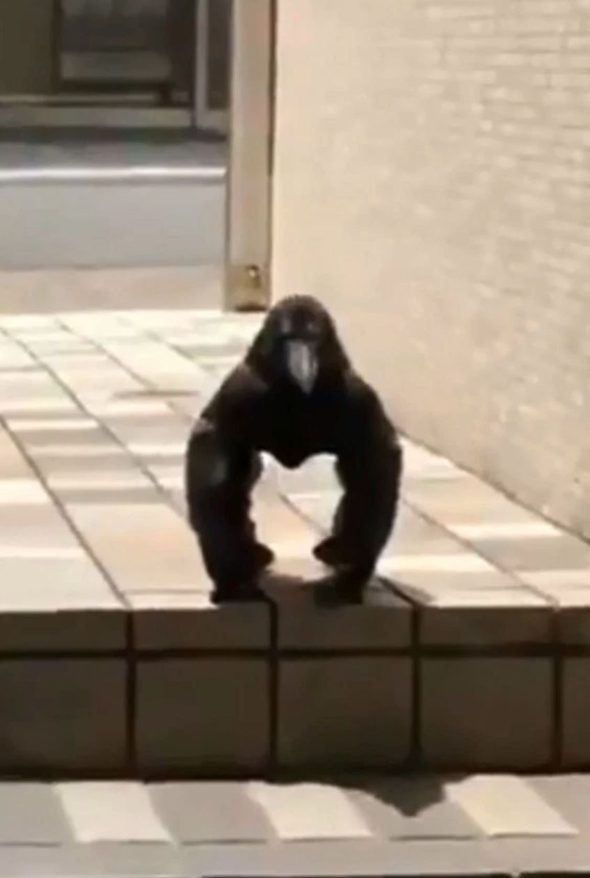 video luar biasa tunjuk burung gagak beraksi seperti gorila