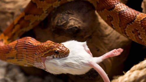 Anak Kucing Bukan Makanan! Kenali Bahaya ‘Snake Feeder’