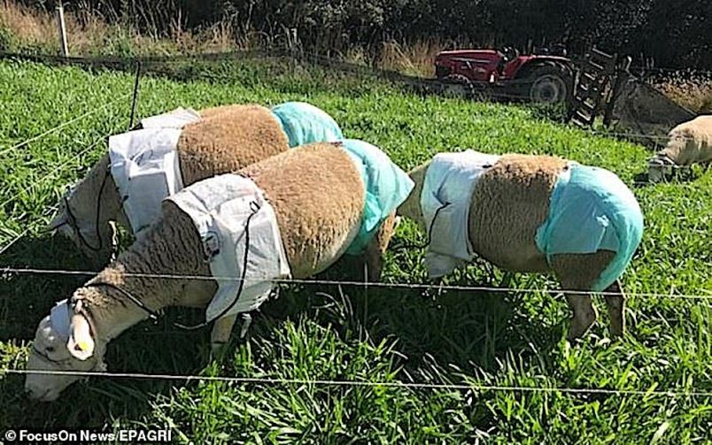 bukan suka-suka, ada sebab kambing biri-biri ini pakai mikrofon dan lampin