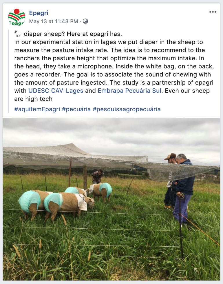 bukan suka-suka, ada sebab kambing biri-biri ini pakai mikrofon dan lampin