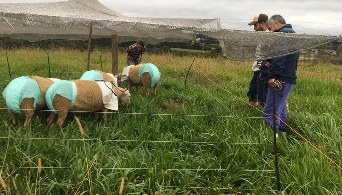 bukan suka-suka, ada sebab kambing biri-biri ini pakai mikrofon dan lampin