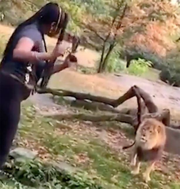 wanita ceroboh kandang singa untuk menari demi perhatian