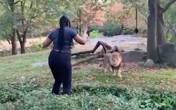 wanita ceroboh kandang singa untuk menari demi perhatian