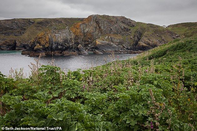 pulau tanpa penghuni dipenuhi ribuan getah sebab burung ingatkan cacing