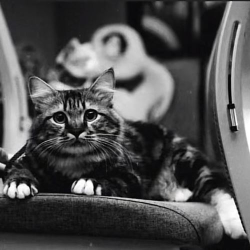 pemergian shimba, kucing viral hari merdeka undang rasa pilu netizen