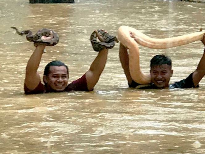 redah banjir selamatkan 20 ekor ular 