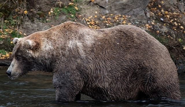 inilah dia pemenang pencarian beruang paling gemuk 2018