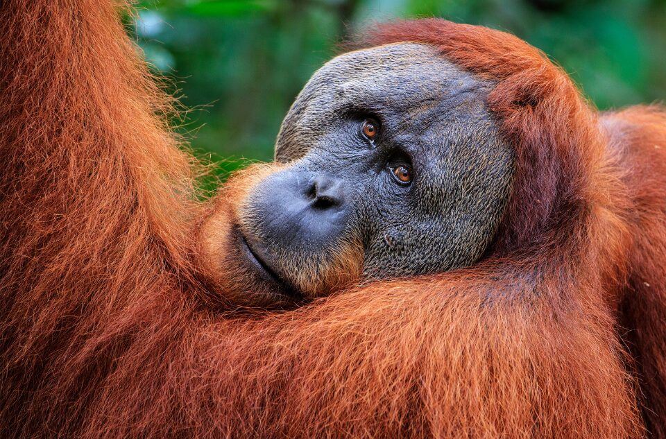 Orangutan Lebih Pandai 'Diet' Berbanding Manusia