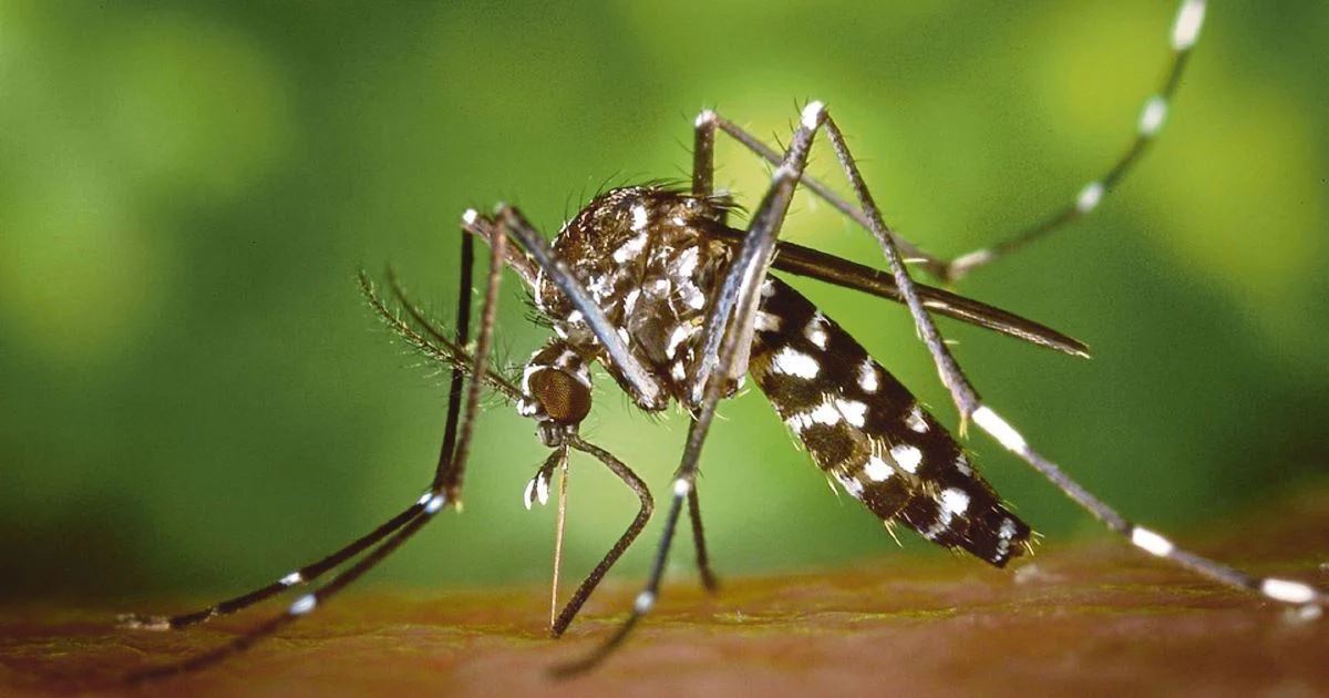 Kes Demam Denggi di Kelantan Menurun Lebih 50 Peratus Tahun Ini