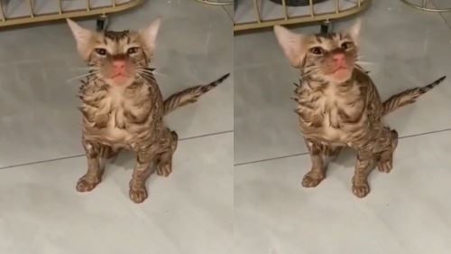 [VIDEO] Kucing Berpusing 10 Minit Dalam Mesin Basuh, Insiden Ngeri Ini Hampir Ragut Nyawa Haiwan Peliharaan!