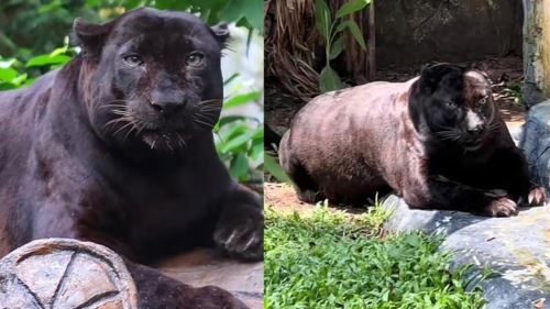 [video] apoh, harimau kumbang montel zoo negara jadi mangsa body shaming netizen