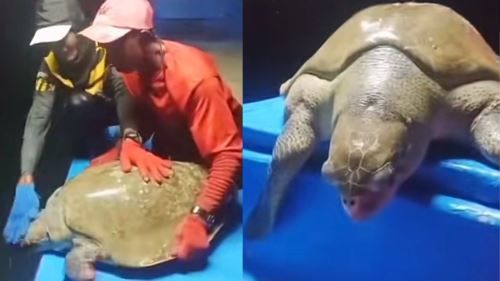 [video] lelaki tampil jadi wira, buat cpr selamatkan penyu hampir mati lemas!