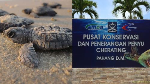 [video] penyu didakwa dibawa lari dan dijual di cherating? masyarakat minta polis siasat segera