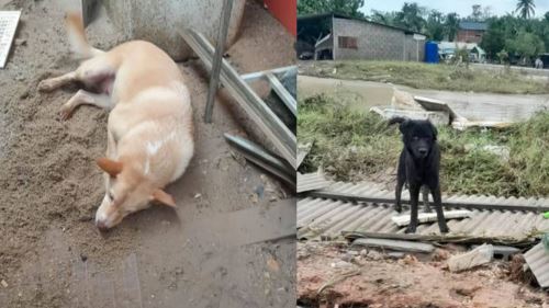 banjir tidak pisahkan mereka,  warga emas viral meraung tidak sangka anjingnya selamat daripada banjir