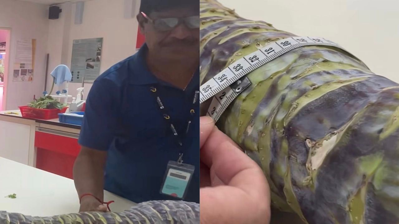 Lelaki Malaysia Cipta Rekod Dunia Tanam Kohlrabi Terpanjang