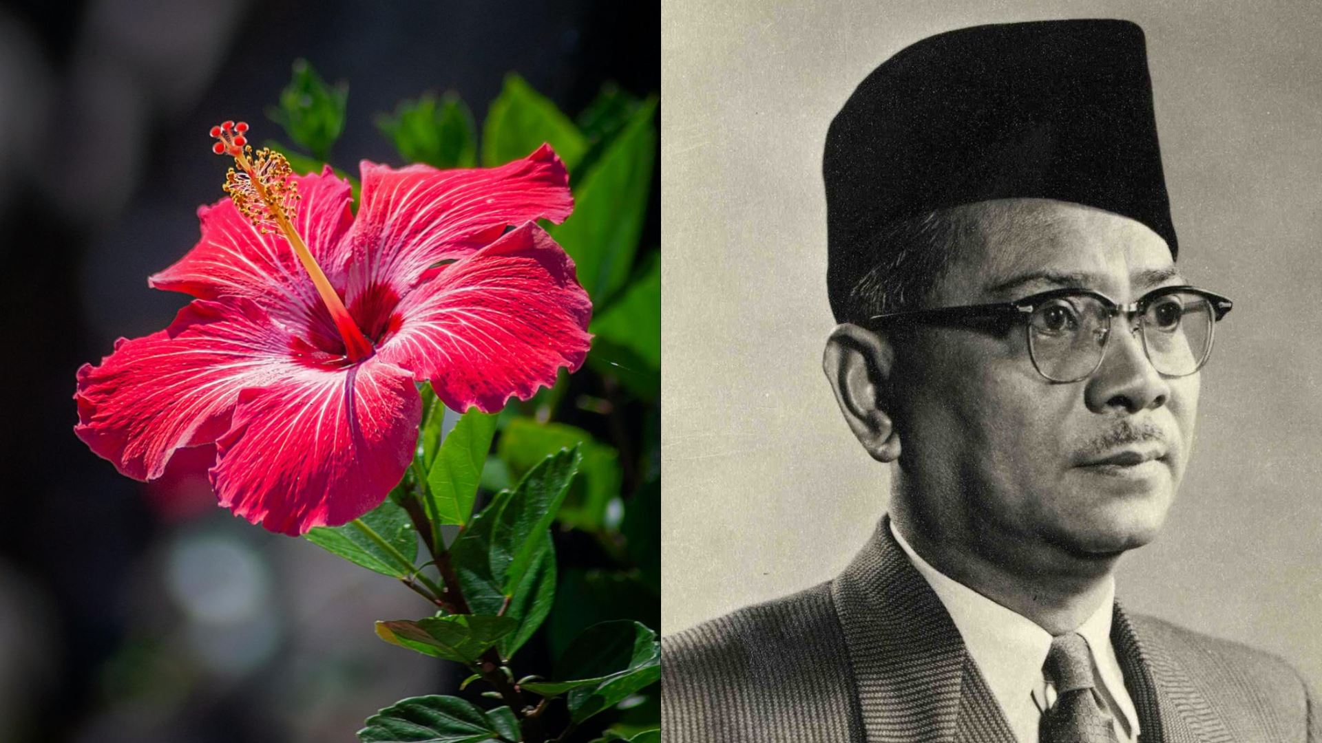 Mengapa Tunku Abdul Rahman Memilih Bunga Raya Sebagai Bunga Kebangsaan?