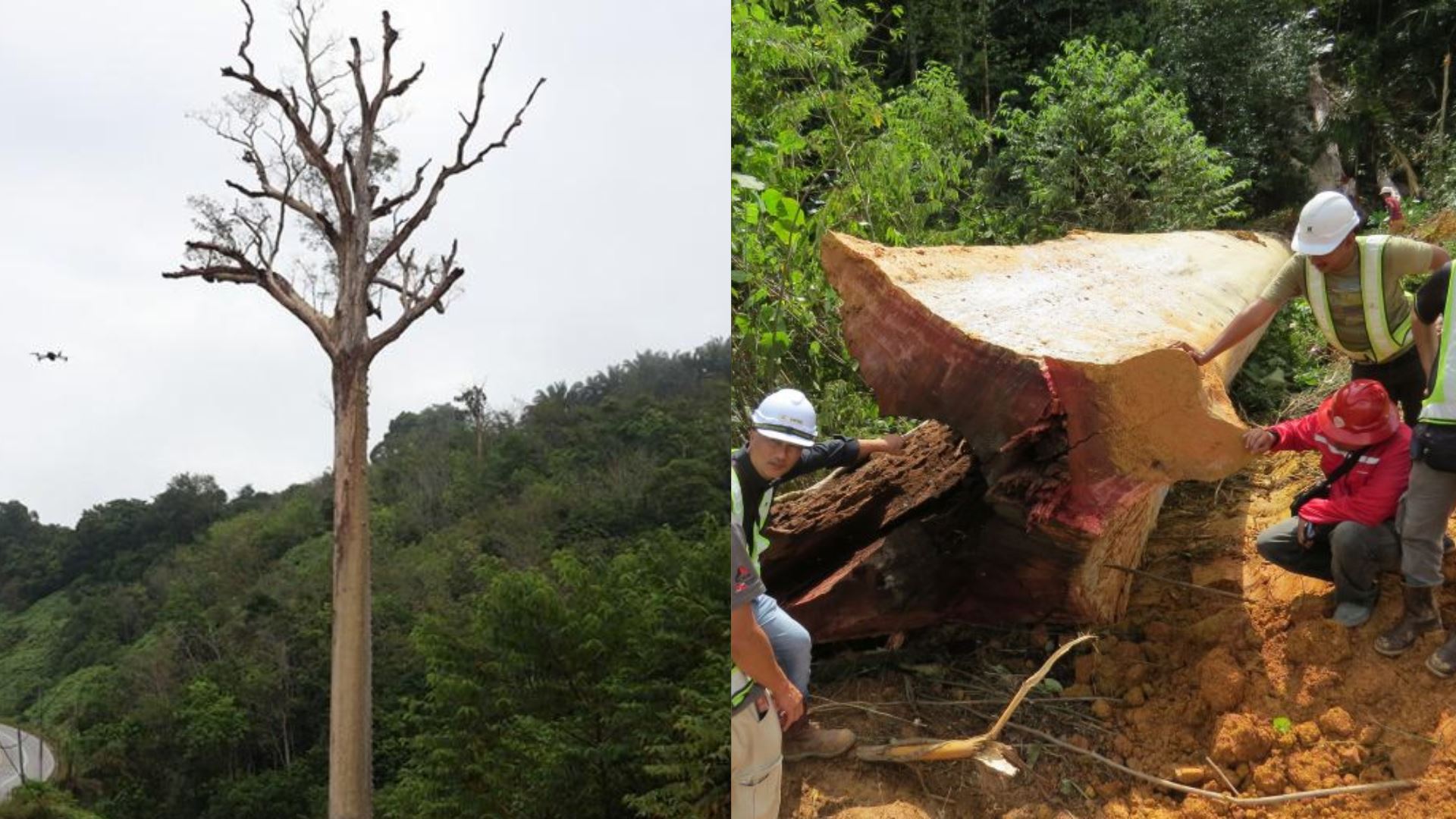 Cubaan Keempat Baru Menjadi, Pokok Tualang ‘Berpenunggu’ Akhirnya Tumbang Setelah Lebih Seabad Payungi Gua Musang